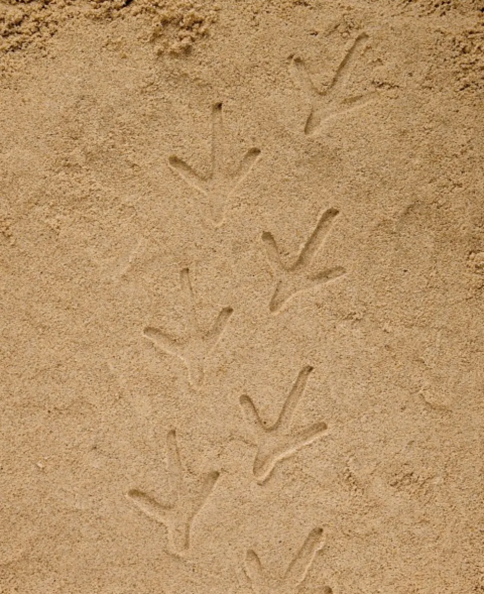 Yellow Door - Farmyard Pootafdruk Speelstenen