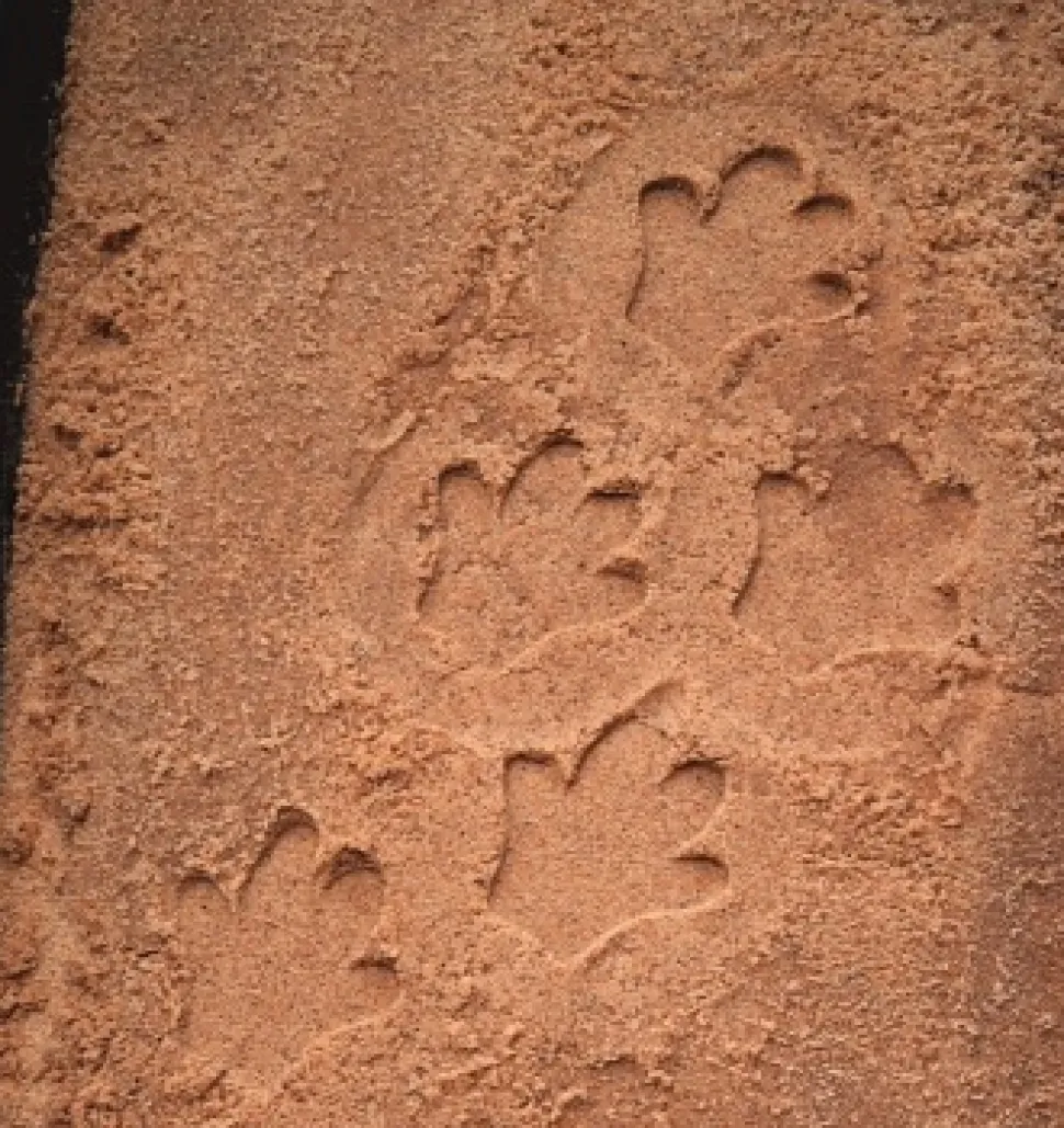 Yellow Door - Safari Pootafdruk Speelstenen